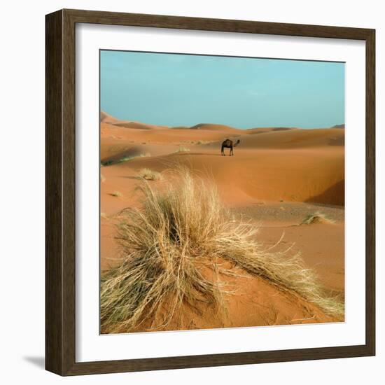 Camel in Sahara Desert-Steven Boone-Framed Photographic Print