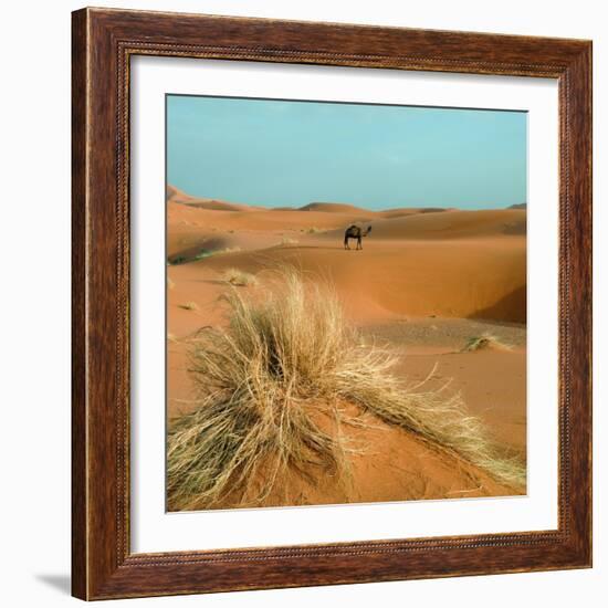 Camel in Sahara Desert-Steven Boone-Framed Photographic Print