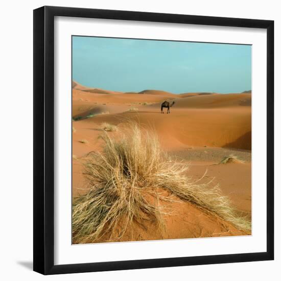 Camel in Sahara Desert-Steven Boone-Framed Photographic Print