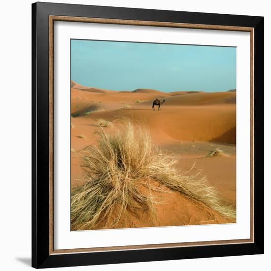 Camel in Sahara Desert-Steven Boone-Framed Photographic Print