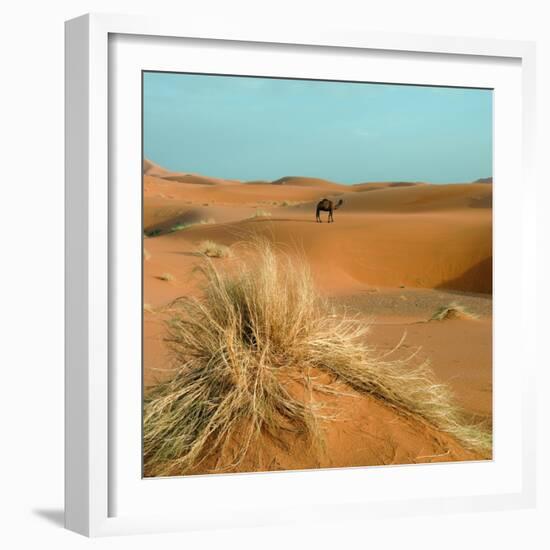 Camel in Sahara Desert-Steven Boone-Framed Photographic Print