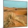 Camel in Sahara Desert-Steven Boone-Mounted Photographic Print