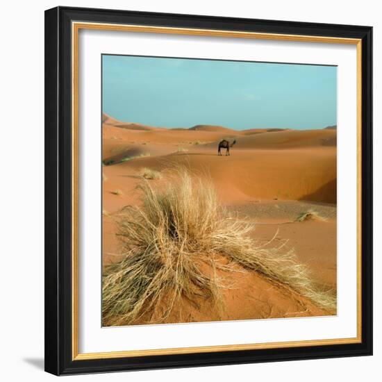 Camel in Sahara Desert-Steven Boone-Framed Photographic Print