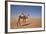 Camel in the Desert, Wahiba, Oman, Middle East-Angelo Cavalli-Framed Photographic Print