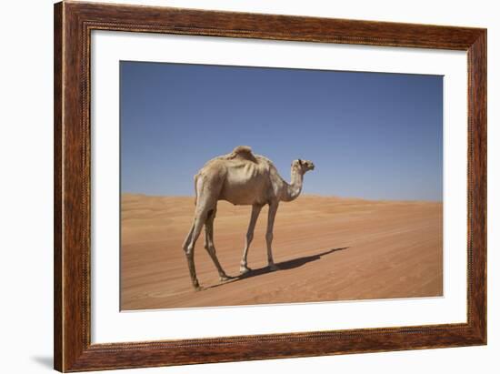 Camel in the Desert, Wahiba, Oman, Middle East-Angelo Cavalli-Framed Photographic Print