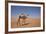 Camel in the Desert, Wahiba, Oman, Middle East-Angelo Cavalli-Framed Photographic Print