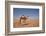 Camel in the Desert, Wahiba, Oman, Middle East-Angelo Cavalli-Framed Photographic Print