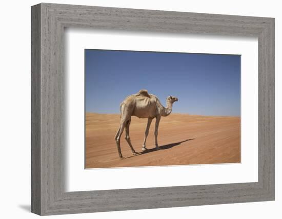 Camel in the Desert, Wahiba, Oman, Middle East-Angelo Cavalli-Framed Photographic Print