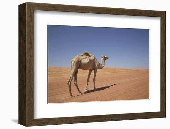 Camel in the Desert, Wahiba, Oman, Middle East-Angelo Cavalli-Framed Photographic Print