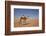 Camel in the Desert, Wahiba, Oman, Middle East-Angelo Cavalli-Framed Photographic Print