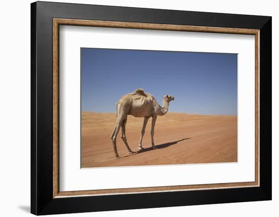 Camel in the Desert, Wahiba, Oman, Middle East-Angelo Cavalli-Framed Photographic Print