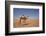 Camel in the Desert, Wahiba, Oman, Middle East-Angelo Cavalli-Framed Photographic Print