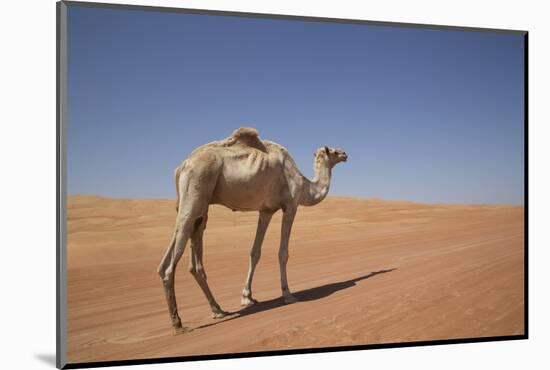 Camel in the Desert, Wahiba, Oman, Middle East-Angelo Cavalli-Mounted Photographic Print
