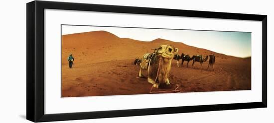 Camel in the Sahara Desert with a Berber Man in the Background, Morocco-null-Framed Photographic Print