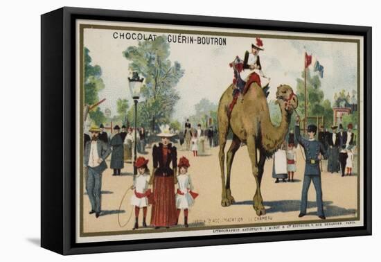 Camel, Jardin D'Acclimation, Paris-null-Framed Premier Image Canvas