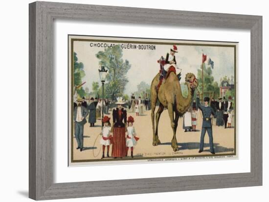 Camel, Jardin D'Acclimation, Paris-null-Framed Giclee Print