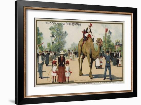 Camel, Jardin D'Acclimation, Paris-null-Framed Giclee Print