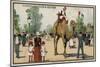 Camel, Jardin D'Acclimation, Paris-null-Mounted Giclee Print