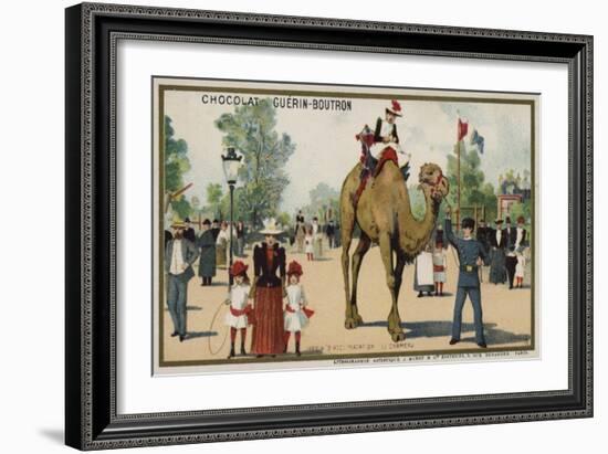 Camel, Jardin D'Acclimation, Paris-null-Framed Giclee Print