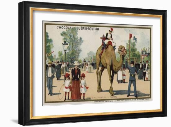 Camel, Jardin D'Acclimation, Paris-null-Framed Giclee Print