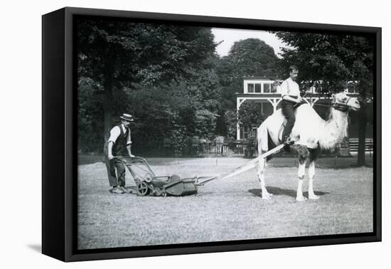 Camel Lawn-Mower, Ridden by Gardener Fred Perry at London Zoo, 1913-Frederick William Bond-Framed Premier Image Canvas