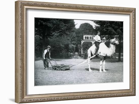 Camel Lawn-Mower, Ridden by Gardener Fred Perry at London Zoo, 1913-Frederick William Bond-Framed Photographic Print