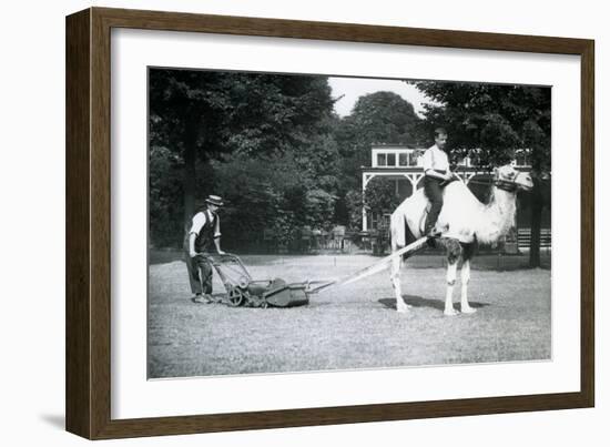 Camel Lawn-Mower, Ridden by Gardener Fred Perry at London Zoo, 1913-Frederick William Bond-Framed Photographic Print