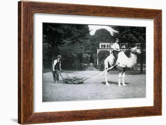 Camel Lawn-Mower, Ridden by Gardener Fred Perry at London Zoo, 1913-Frederick William Bond-Framed Photographic Print