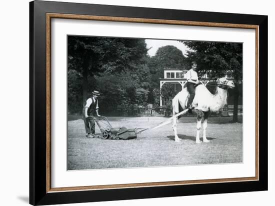 Camel Lawn-Mower, Ridden by Gardener Fred Perry at London Zoo, 1913-Frederick William Bond-Framed Photographic Print