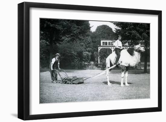 Camel Lawn-Mower, Ridden by Gardener Fred Perry at London Zoo, 1913-Frederick William Bond-Framed Photographic Print