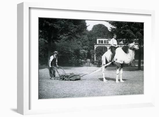 Camel Lawn-Mower, Ridden by Gardener Fred Perry at London Zoo, 1913-Frederick William Bond-Framed Photographic Print