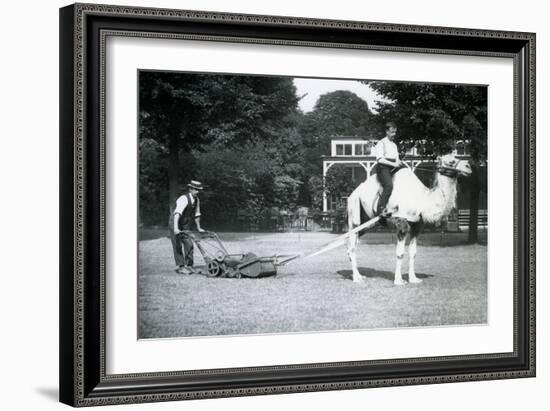 Camel Lawn-Mower, Ridden by Gardener Fred Perry at London Zoo, 1913-Frederick William Bond-Framed Photographic Print