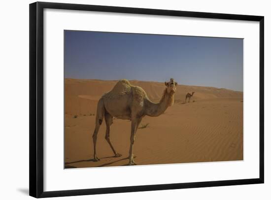 Camel Looking At Camera-Matias Jason-Framed Photographic Print