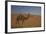 Camel Looking At Camera-Matias Jason-Framed Photographic Print