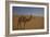 Camel Looking At Camera-Matias Jason-Framed Photographic Print