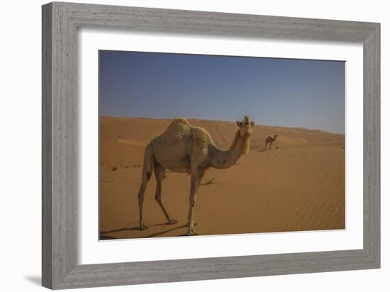 Camel Looking At Camera-Matias Jason-Framed Photographic Print