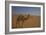 Camel Looking At Camera-Matias Jason-Framed Photographic Print