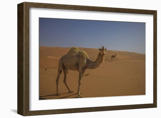 Camel Looking At Camera-Matias Jason-Framed Photographic Print