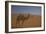 Camel Looking At Camera-Matias Jason-Framed Photographic Print