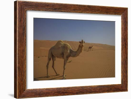 Camel Looking At Camera-Matias Jason-Framed Photographic Print