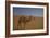 Camel Looking At Camera-Matias Jason-Framed Photographic Print