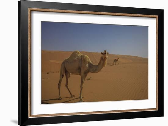 Camel Looking At Camera-Matias Jason-Framed Photographic Print