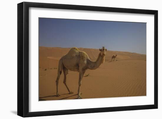 Camel Looking At Camera-Matias Jason-Framed Photographic Print