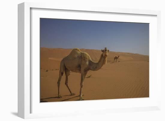 Camel Looking At Camera-Matias Jason-Framed Photographic Print