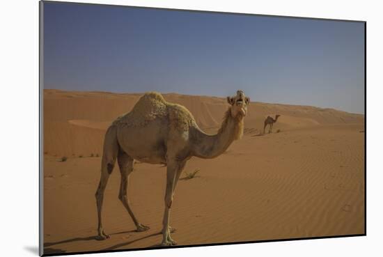 Camel Looking At Camera-Matias Jason-Mounted Photographic Print