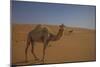 Camel Looking At Camera-Matias Jason-Mounted Photographic Print