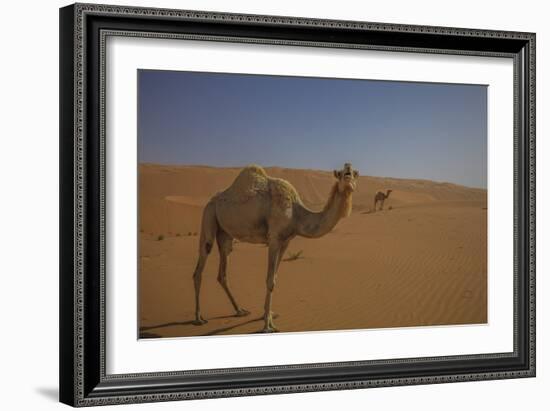 Camel Looking At Camera-Matias Jason-Framed Photographic Print