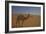 Camel Looking At Camera-Matias Jason-Framed Photographic Print