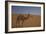 Camel Looking At Camera-Matias Jason-Framed Photographic Print