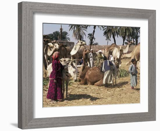 Camel Market, Darwa, Egypt, North Africa, Africa-Doug Traverso-Framed Photographic Print